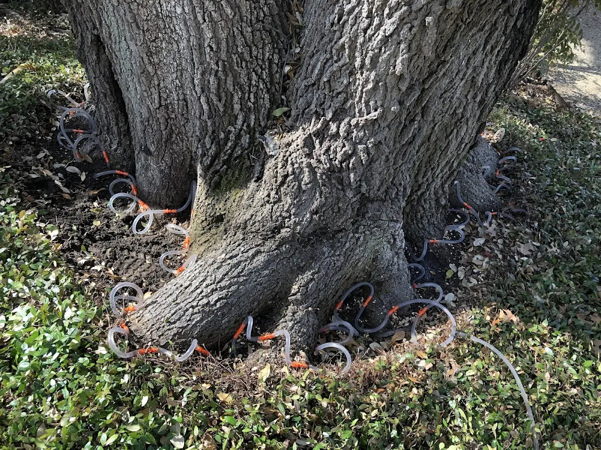 Detailed Tree Cabling and Bracing job site in Forest City